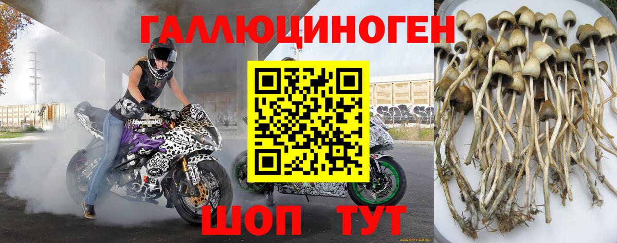 Псилоцибиновые грибы MAGIC MUSHROOMS  Вход с VPN  наркотики  Приморско-Ахтарск 